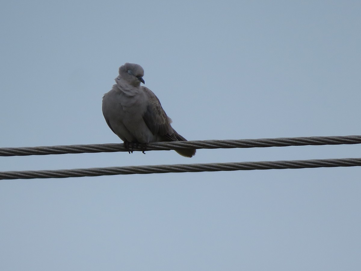 Eurasian Collared-Dove - ML285999341