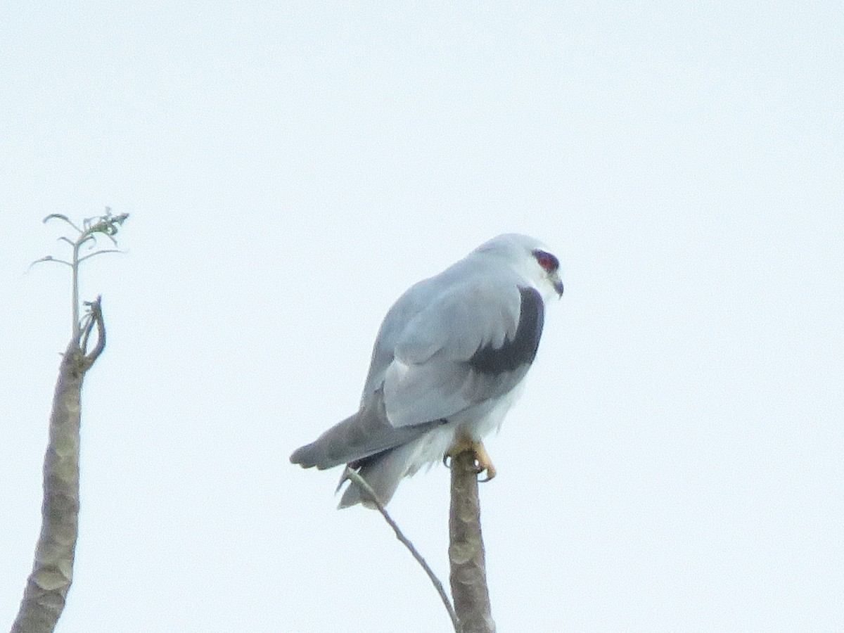 Black-winged Kite - Krishnamoorthy Muthirulan