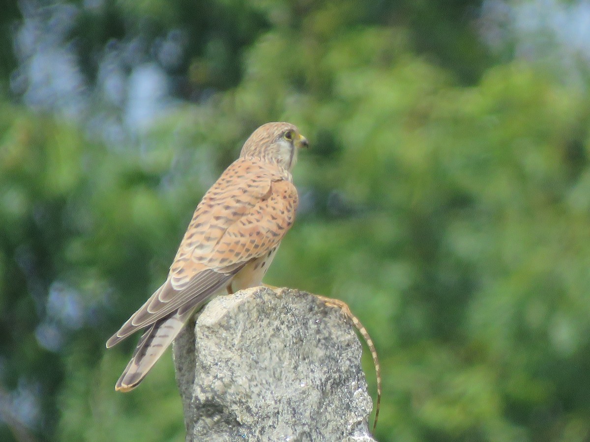 Eurasian Kestrel - Krishnamoorthy Muthirulan