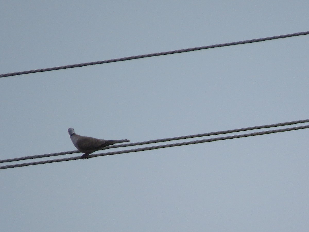 Eurasian Collared-Dove - Krishnamoorthy Muthirulan