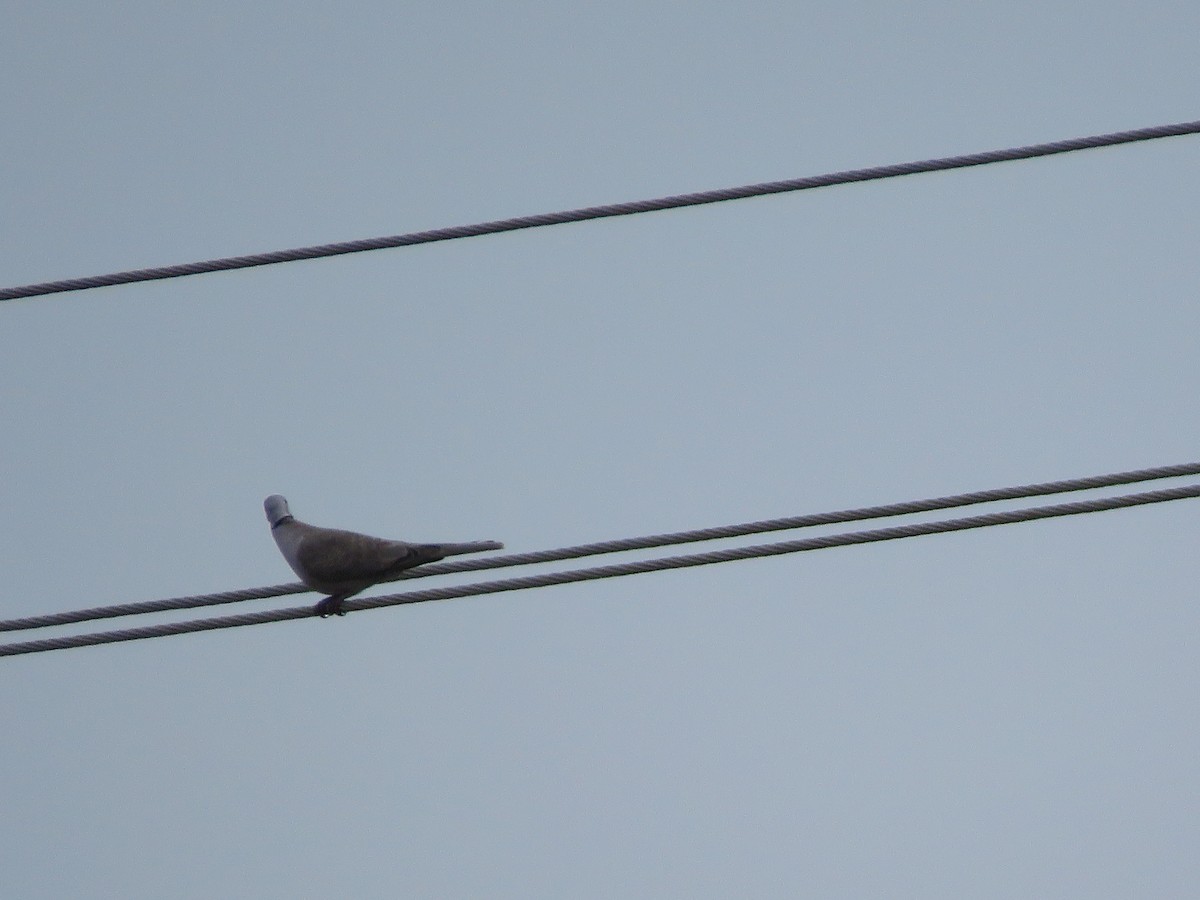 Eurasian Collared-Dove - ML285999421