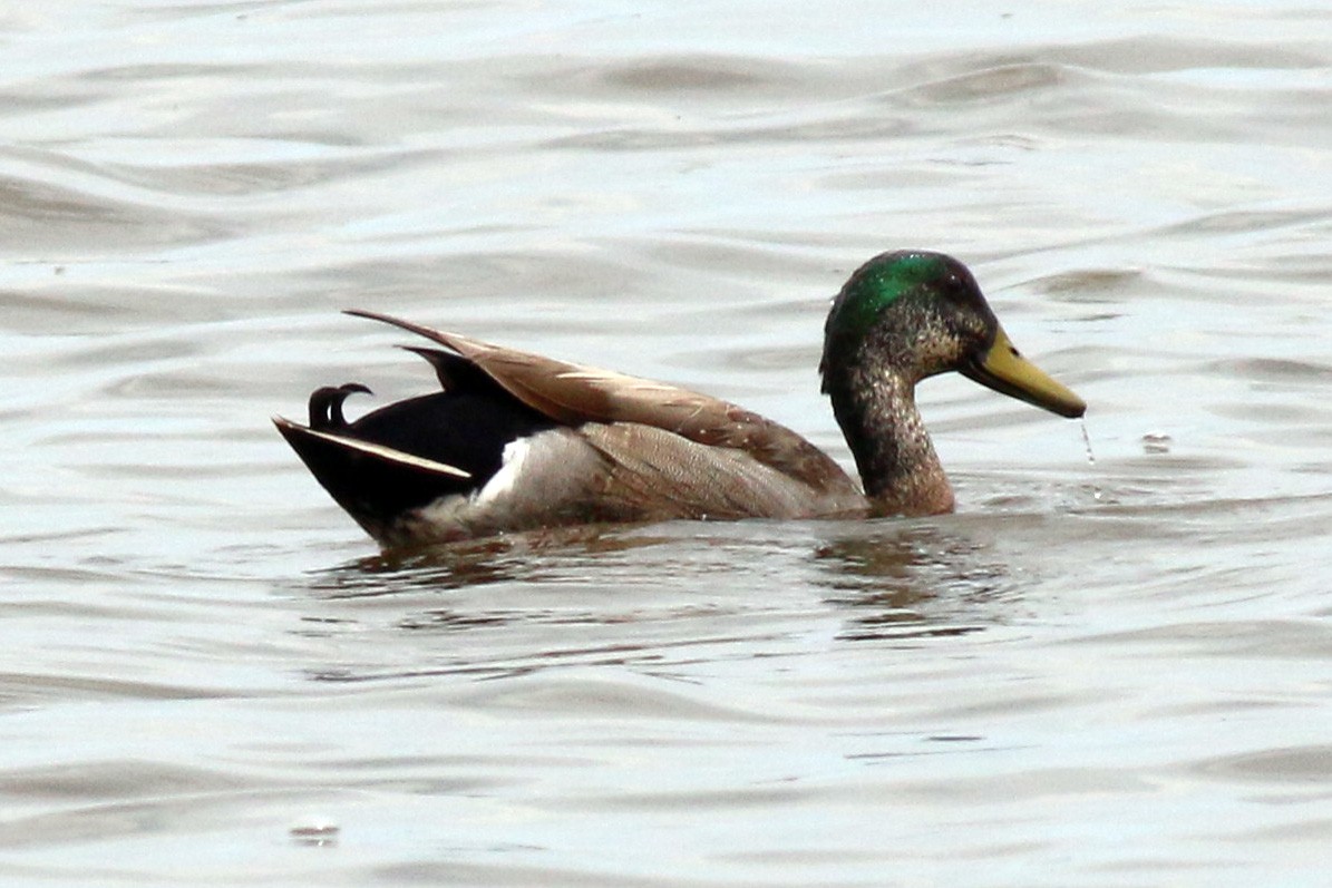 Mallard - Dick Plambeck