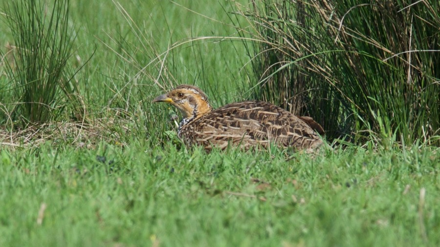 Red-winged Francolin - Clayton Burne