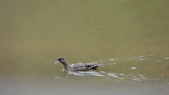 Canard noirâtre - ML286001171