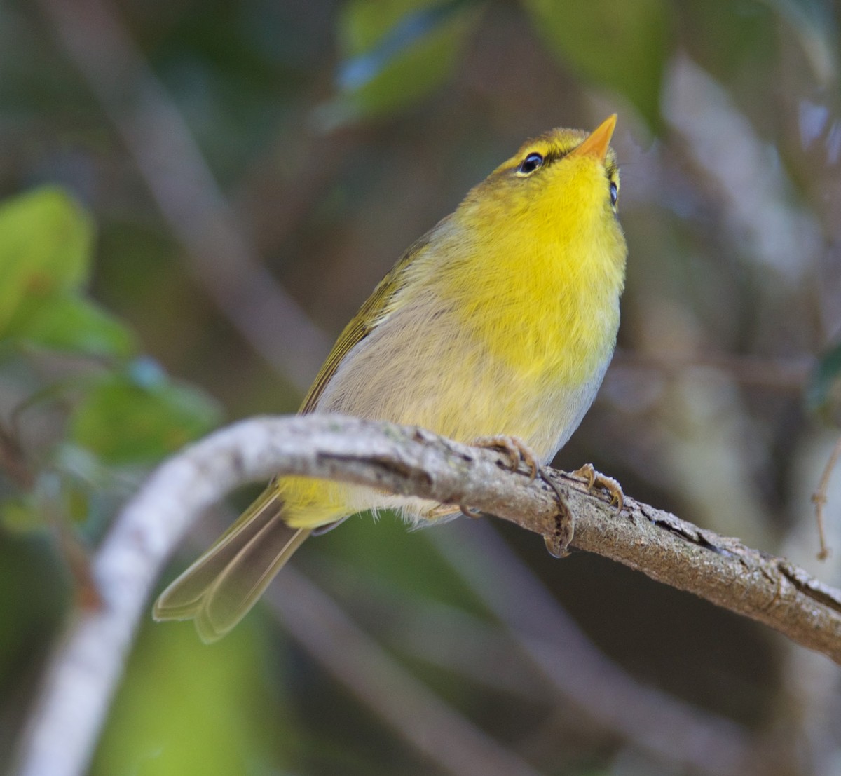 Yellow-throated Woodland-Warbler - Clayton Burne