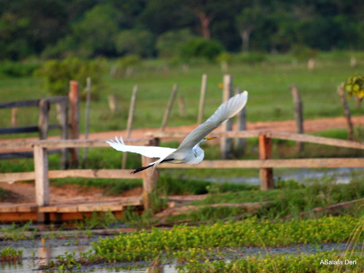 Great Egret (American) - Fanis Theofanopoulos (ASalafa Deri)