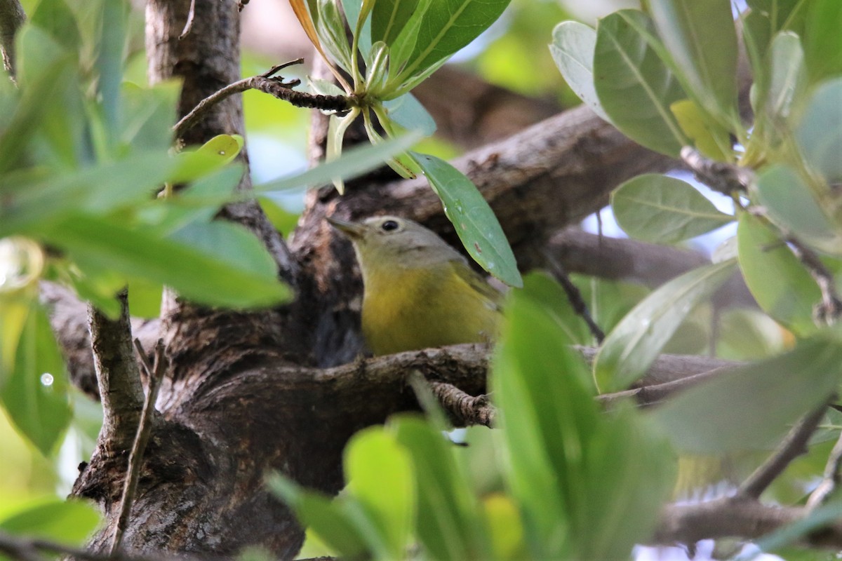 Nashville Warbler - ML286003431