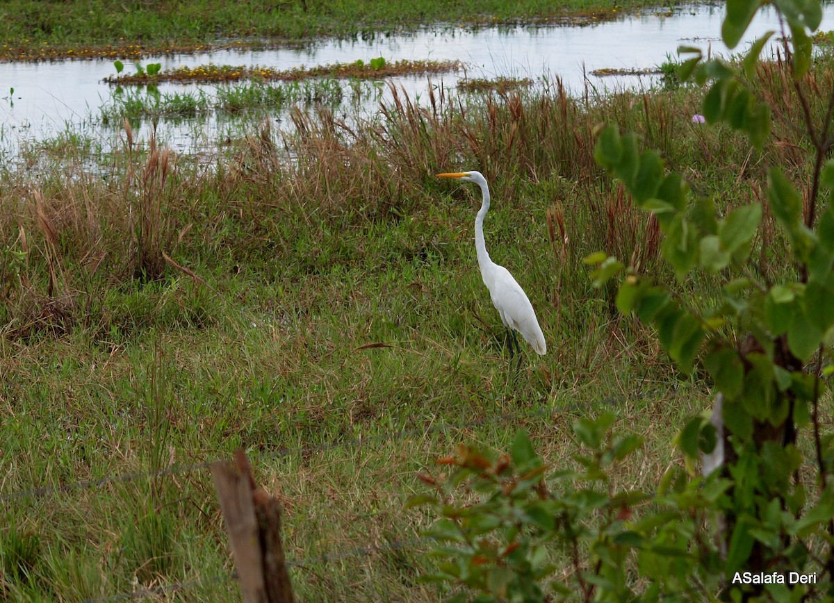 Great Egret (American) - ML286003441