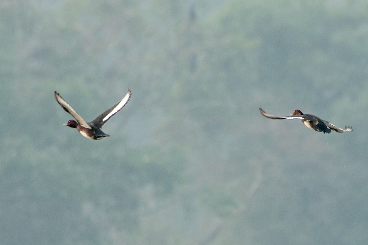 Ferruginous Duck - ML286003951