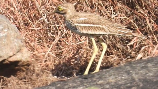 Indian Thick-knee - ML286005221