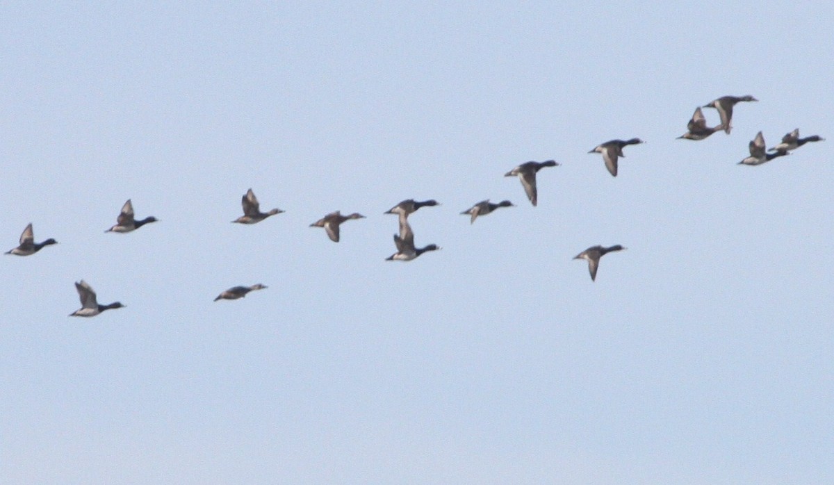 Ring-necked Duck - ML286007351