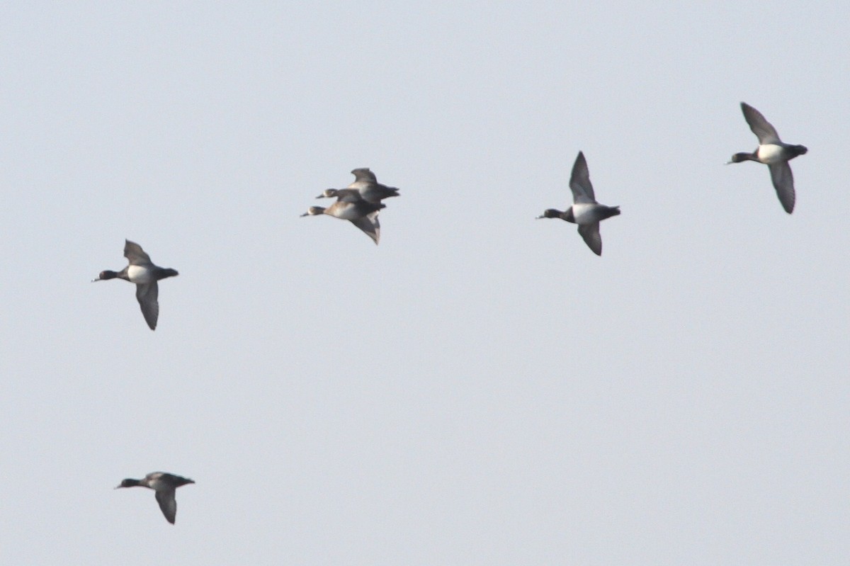 Ring-necked Duck - ML286007451