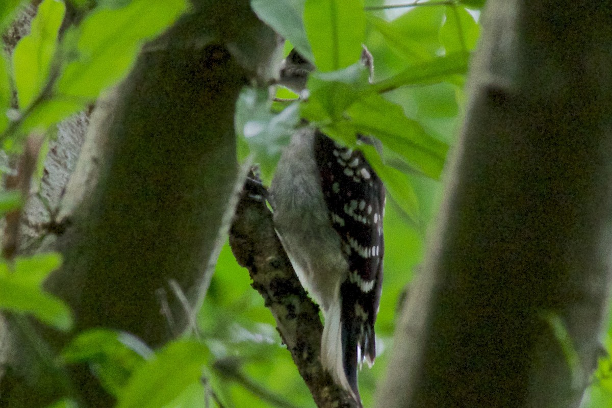 Hairy Woodpecker - ML28600821