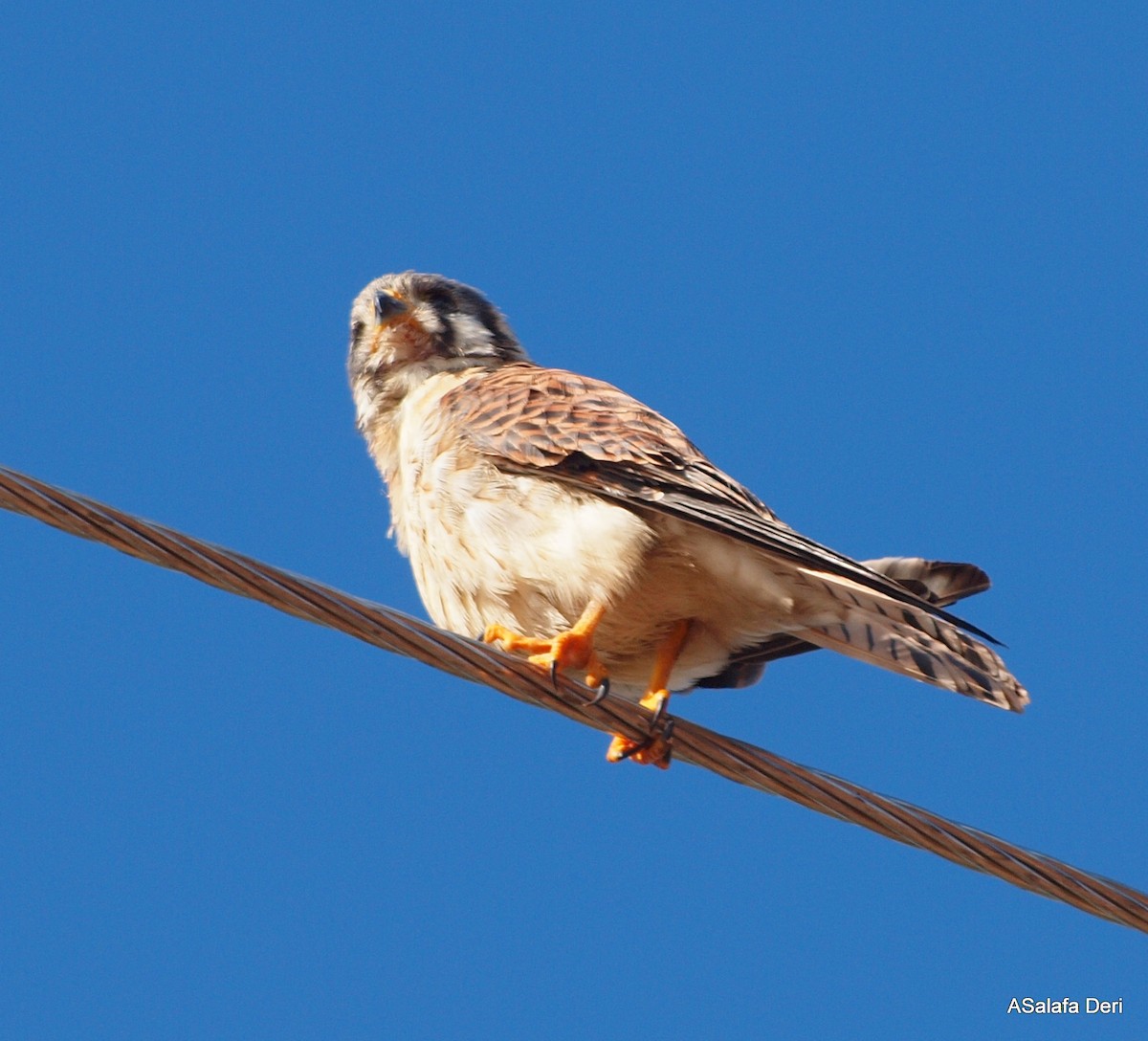 American Kestrel (South American) - ML286009511