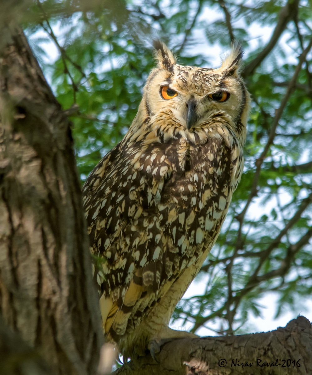 Rock Eagle-Owl - ML286011921