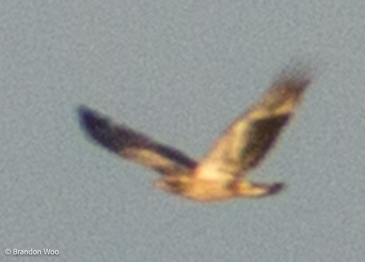 Белоголовый орлан - ML286011941