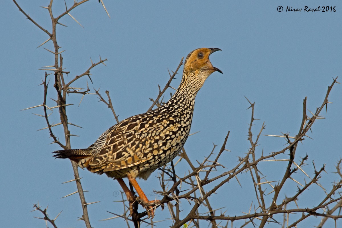 Painted Francolin - ML286012801