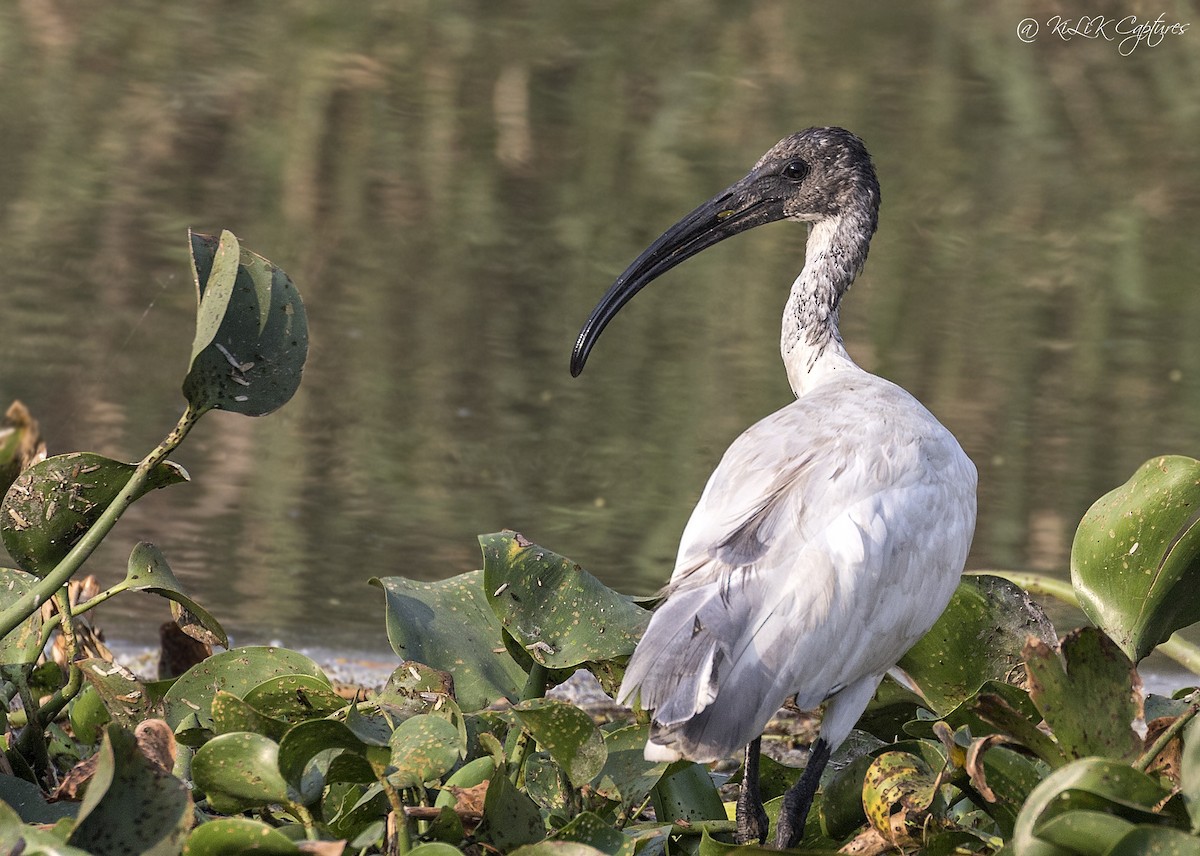 Ibis à tête noire - ML286013131