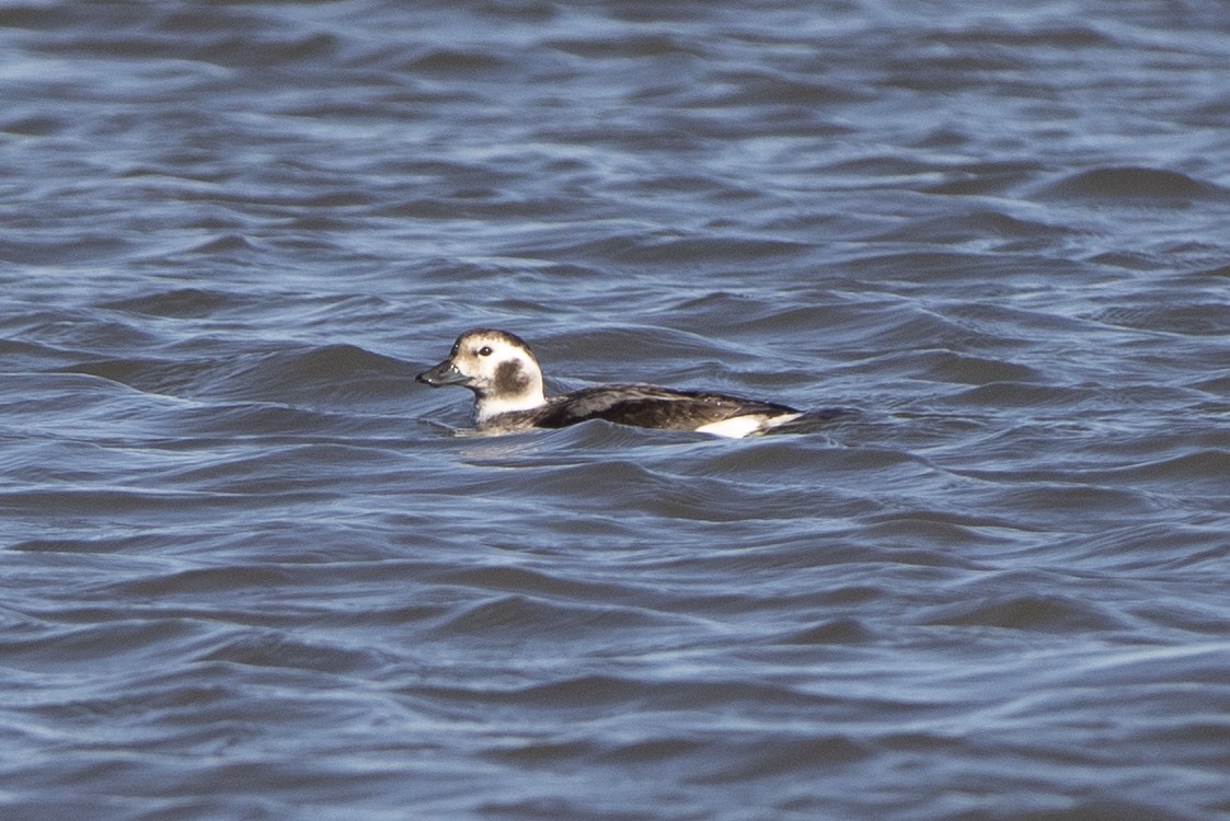 Long-tailed Duck - ML286013411