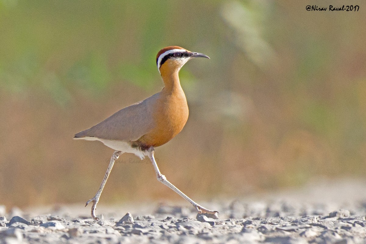 Indian Courser - ML286013611