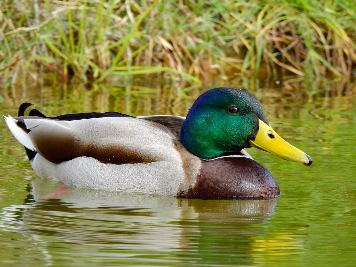Mallard - Luís Lourenço
