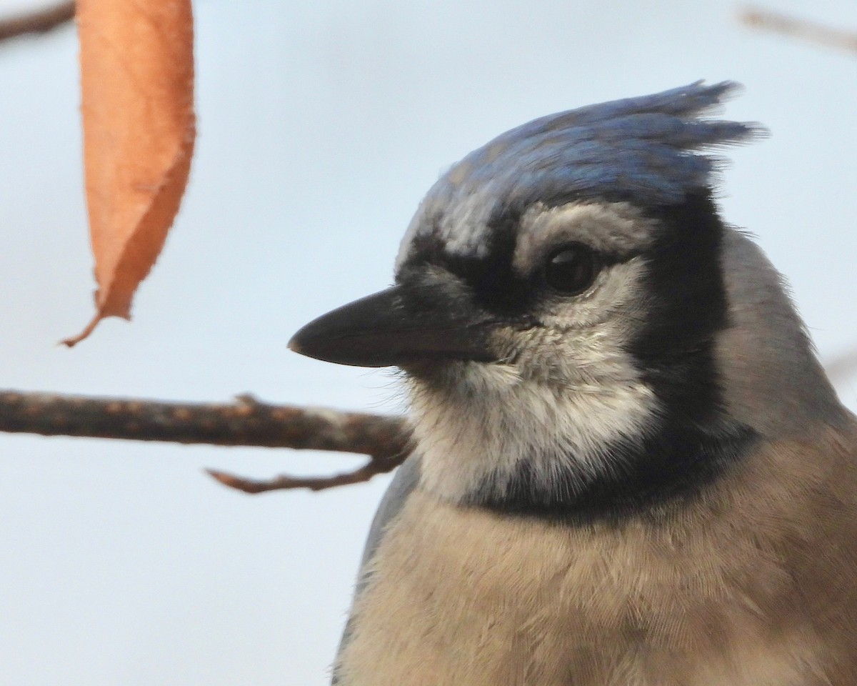 Blue Jay - ML286016071