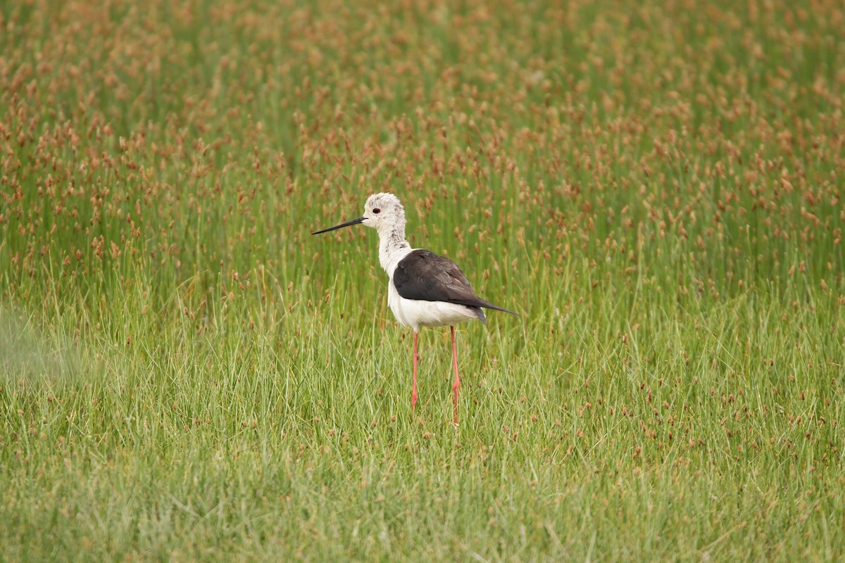 Black-winged Stilt - ML286016191