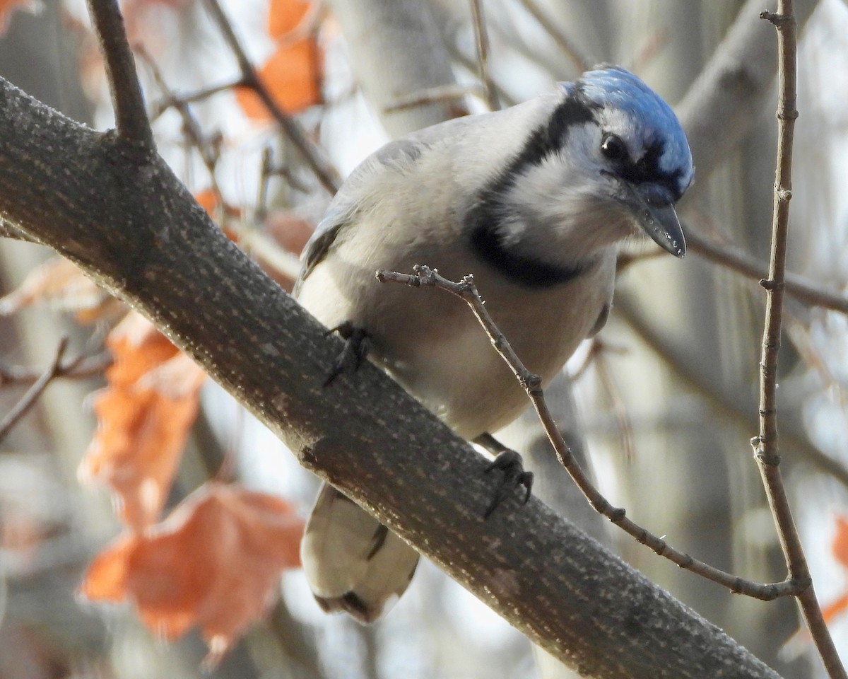 Blue Jay - ML286016261