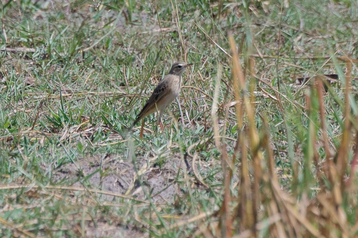 African Pipit - ML286017971