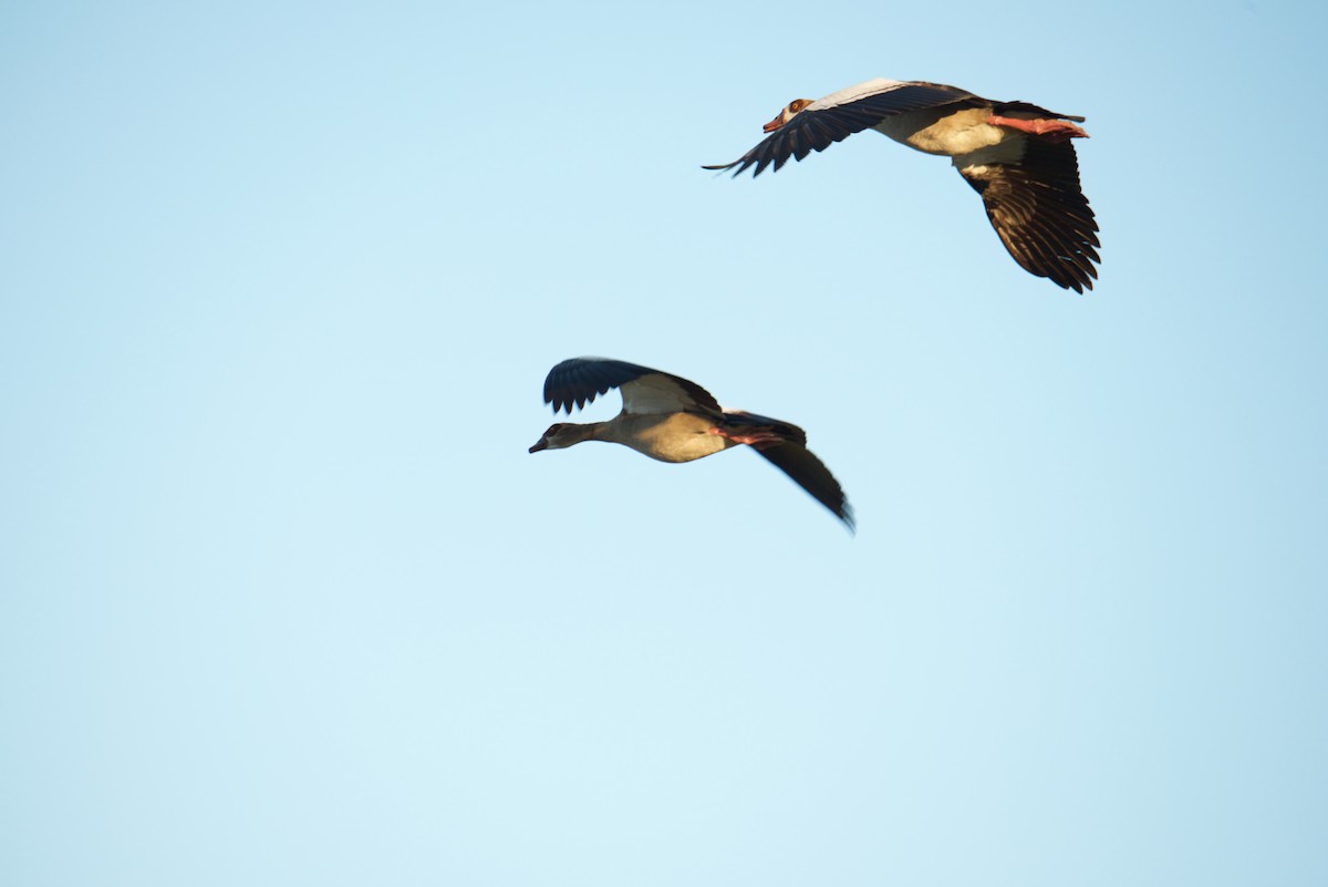 Egyptian Goose - Marilyn Henry