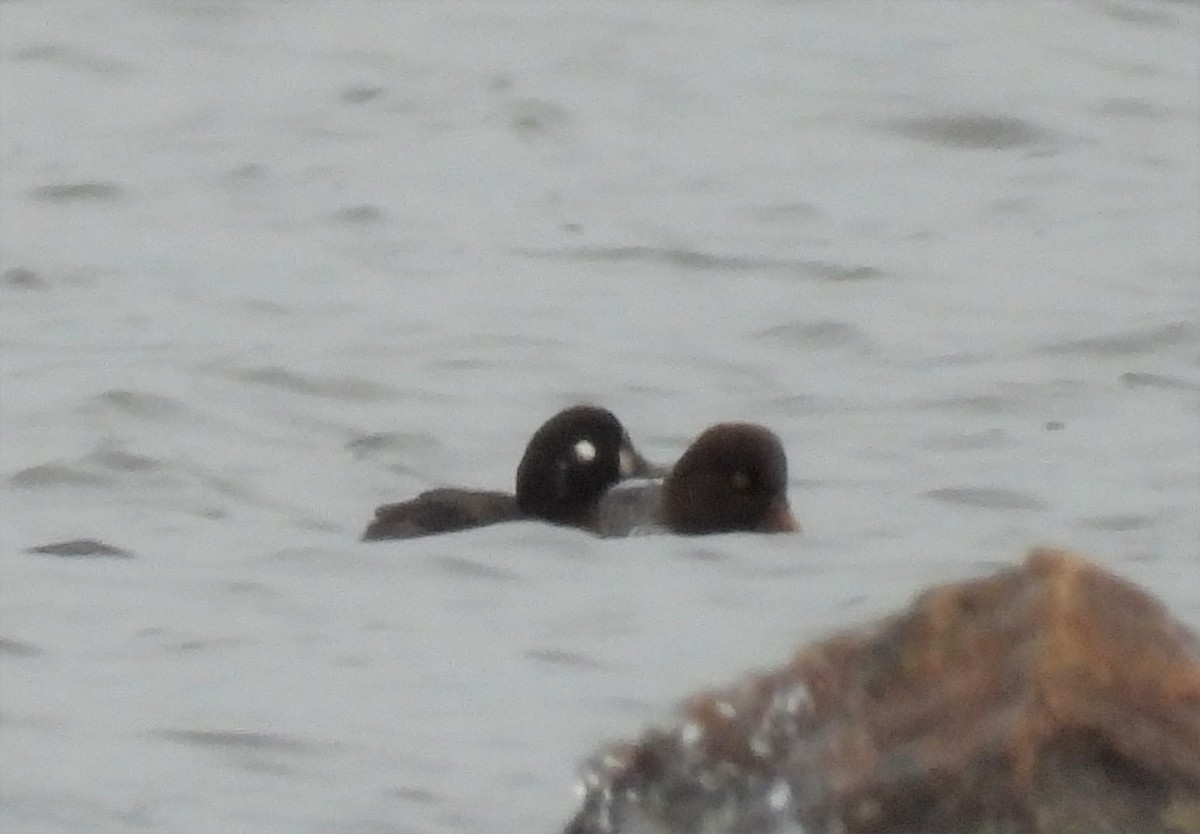 Harlequin Duck - ML286019321