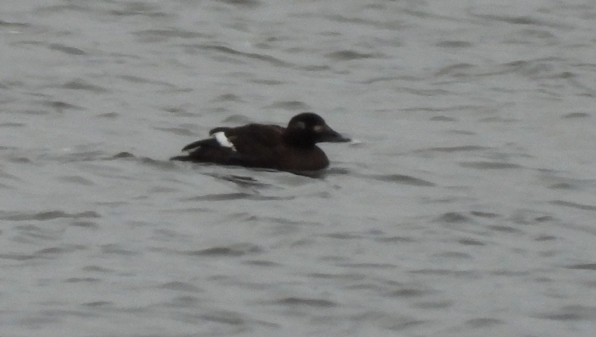 White-winged Scoter - ML286019481