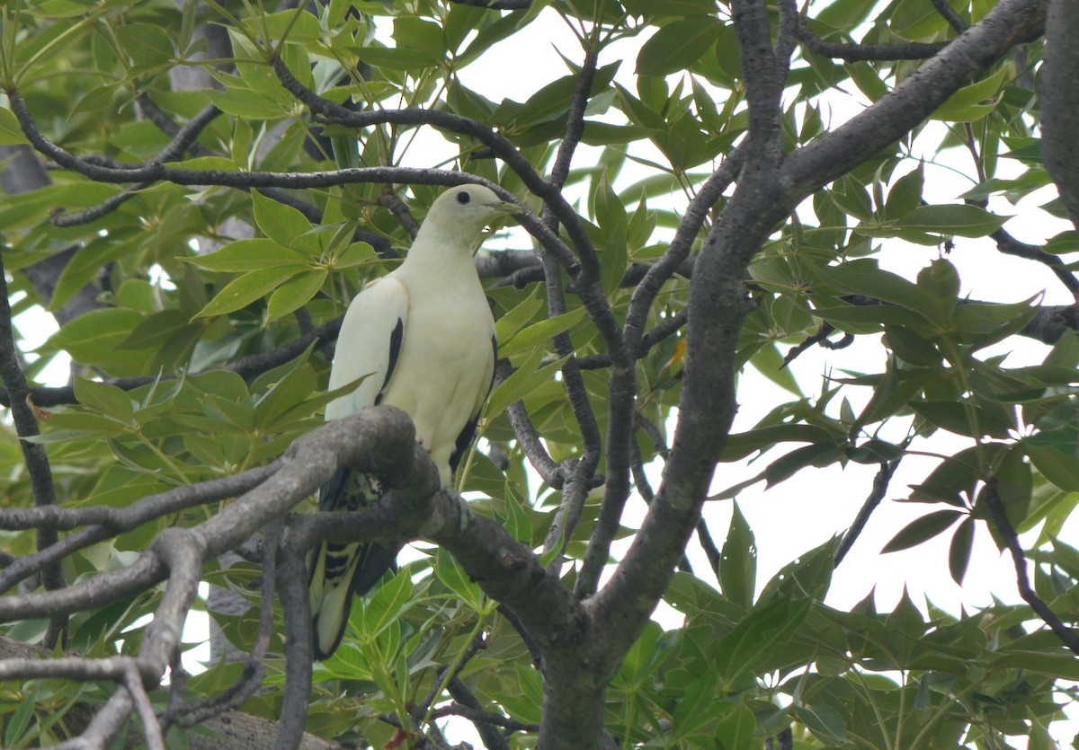 Torresian Imperial-Pigeon - ML28602091