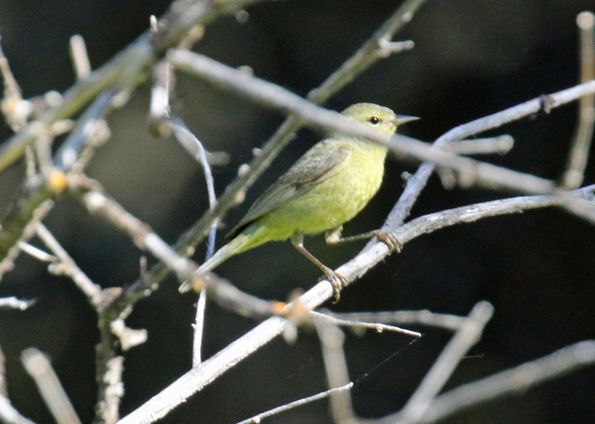 Orange-crowned Warbler - Blair Bernson