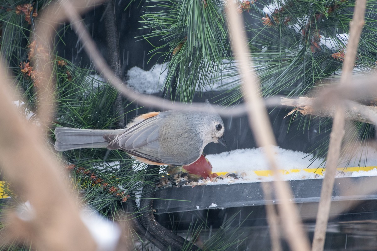 Tufted Titmouse - ML286023091