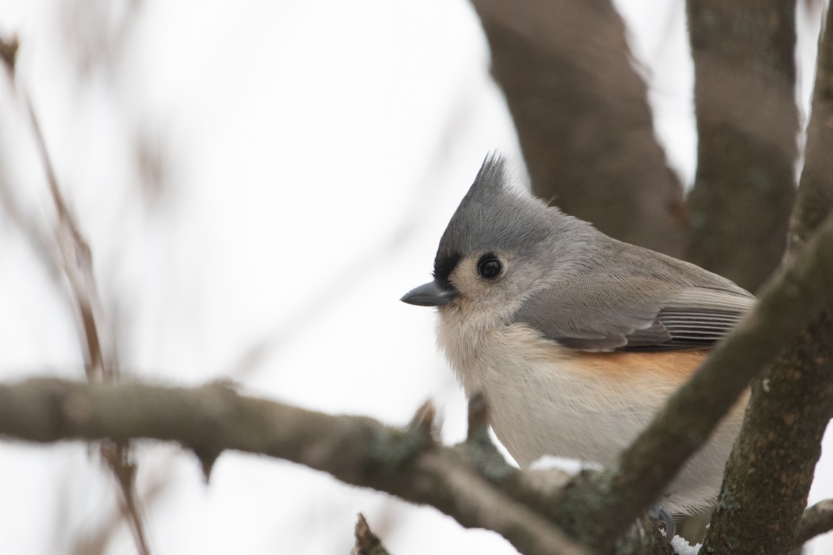 Tufted Titmouse - ML286023131