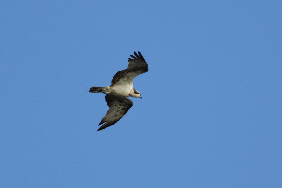 Águila Pescadora - ML286024221