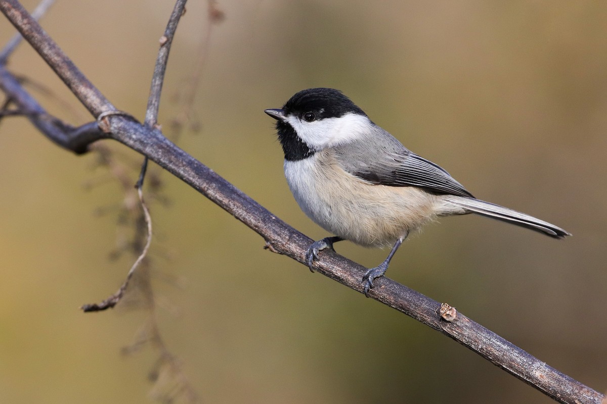 Carolina Chickadee - Martina Nordstrand