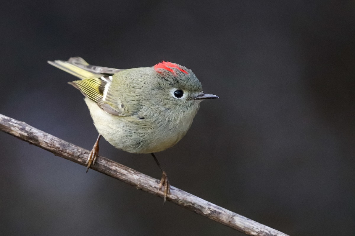 Ruby-crowned Kinglet - ML286025231