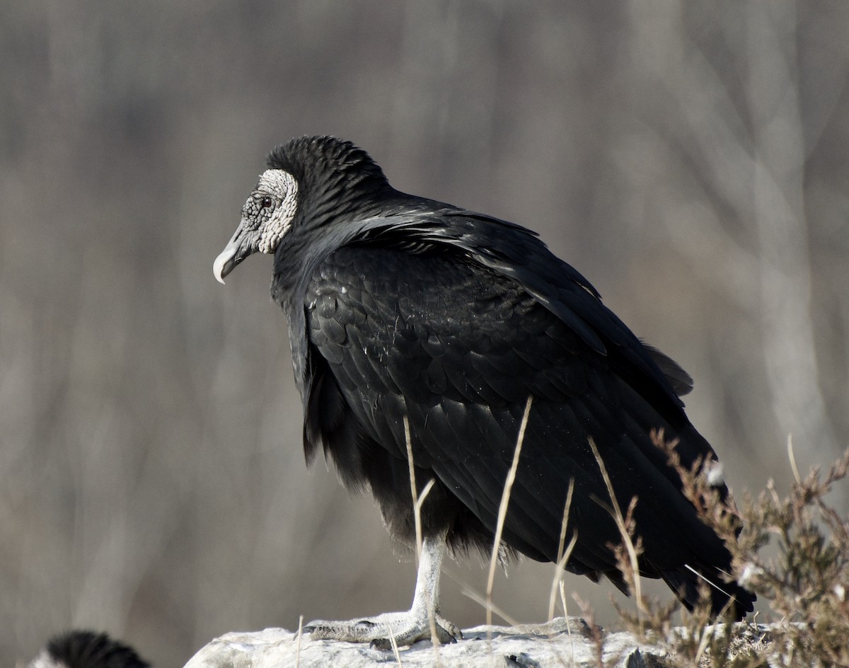 Black Vulture - Tom Brinker