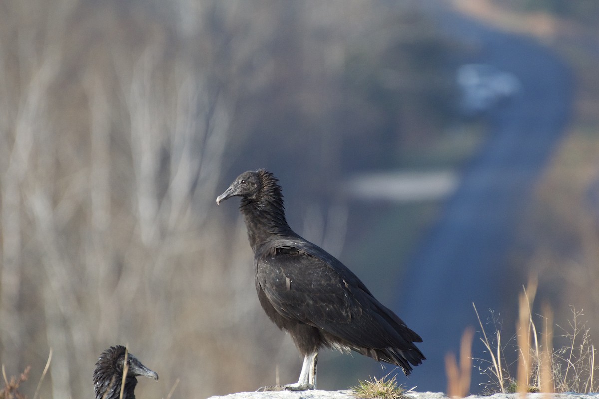 Black Vulture - Tom Brinker