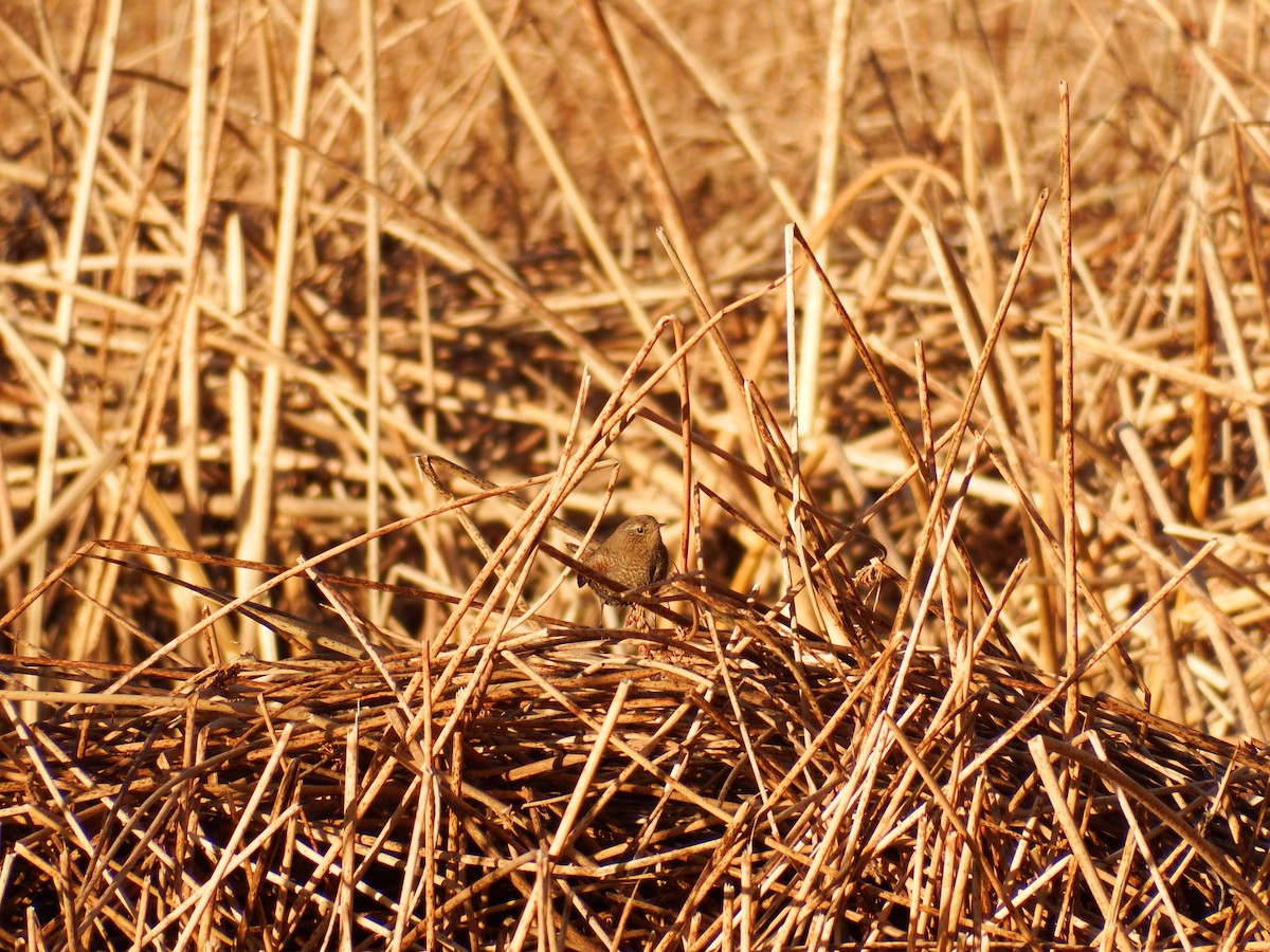 Eurasian Wren - ML286029481