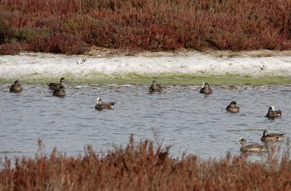 American Wigeon - ML286030401