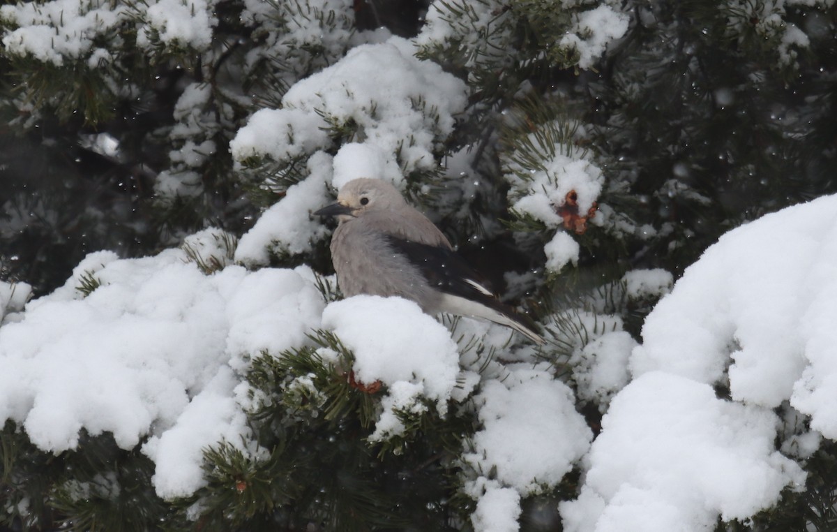 Clark's Nutcracker - ML286032711