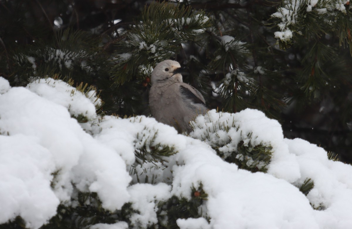 Clark's Nutcracker - ML286032741