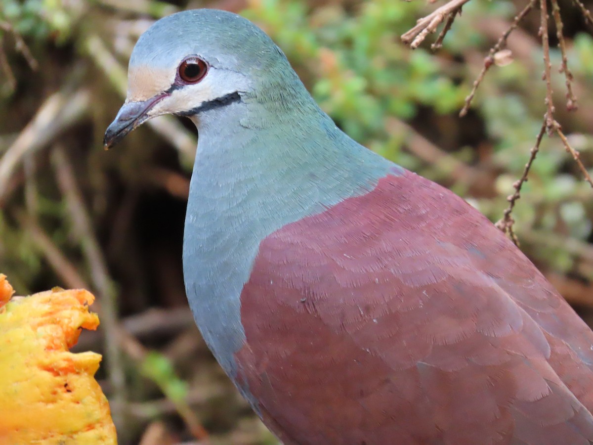 Buff-fronted Quail-Dove - Robert Ruvolo