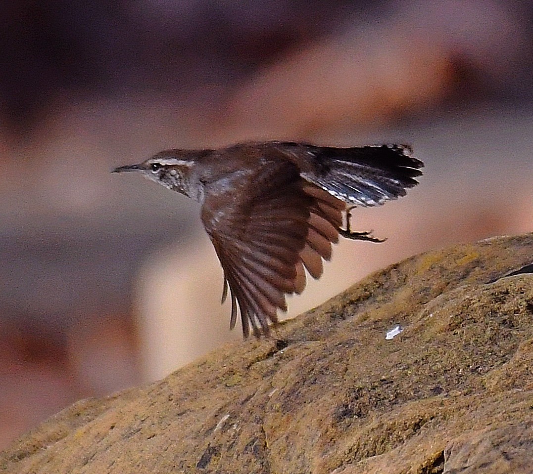 Bewick's Wren - ML286035011