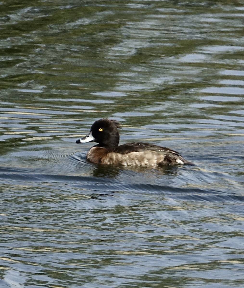 鳳頭潛鴨 - ML286036391