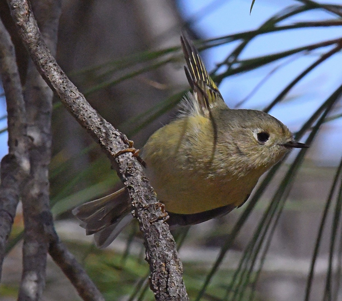 Ruby-crowned Kinglet - ML286036511