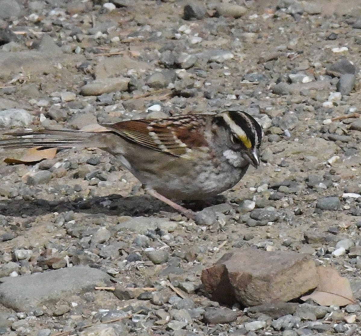 White-throated Sparrow - ML286036601